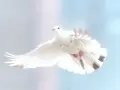 Biały gołąb w locie, symbol nadziei i modlitwy o uwolnienie od przekleństwa.
