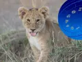 Mały lew z wystawionym językiem, obok niego koło zodiaku. Lew jaki żywioł? Ogień i słońce!