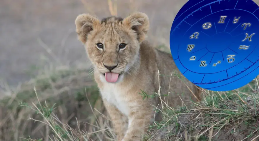 Mały lew z wystawionym językiem, obok niego koło zodiaku. Lew jaki żywioł? Ogień i słońce!